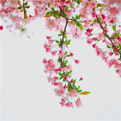 bd体育app官方下载